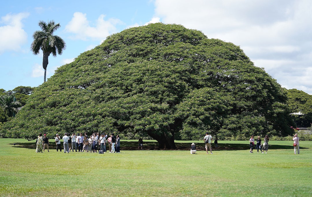 Hitachi Tree at Moanalua Gardens Damon min