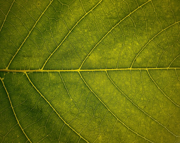 connecting w trees